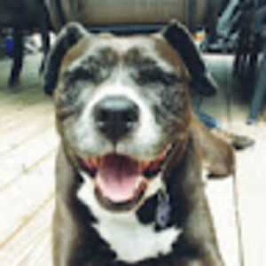 Meet your Posher, Bess